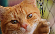猫流感是猫瘟吗