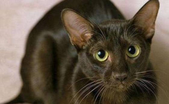 猫泪腺分泌物呈红色正常吗