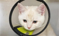 猫舔碘伏多长时间会好