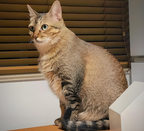 探秘中华雀猫:独特外观与卓越能力的完美结合-宠物网
