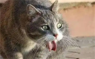 猫咪着凉呕吐自己会好吗