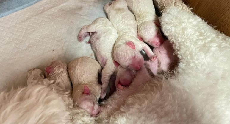 狗要生产前会找主人吗 狗要生产前会找主人吗