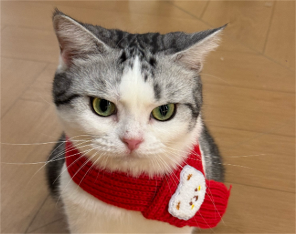 猫咪暴躁咬人是怎么回事呀