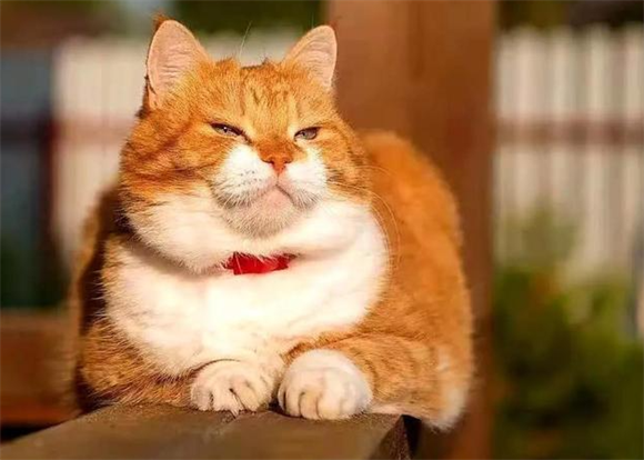 橘猫食量探秘:基因+习惯,胖萌背后的真相! 橘猫食量探秘:基因+习惯,胖萌背后的真相!