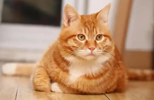 猫着凉后眼睛分泌物增多正常吗 猫着凉后眼睛分泌物增多正常吗