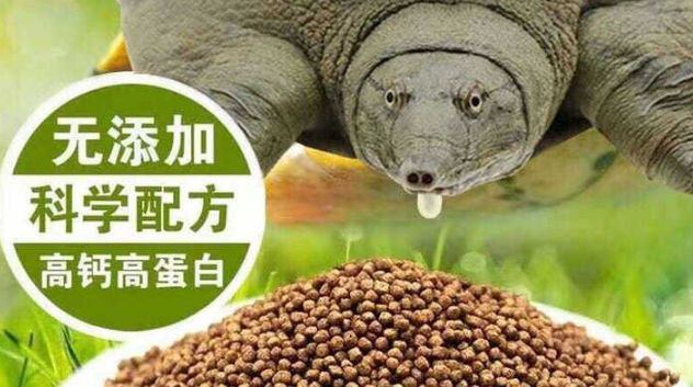 春锦秋鲤乌龟饲料喂食的正确方法
