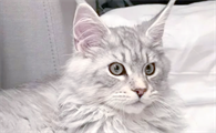 猫频繁舔毛是正常行为还是焦虑表现
