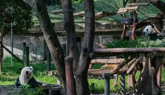 渝澳青少年共绘明信片 呼吁全球一起保护大熊猫 渝澳青少年共绘明信片 呼吁全球一起保护大熊猫