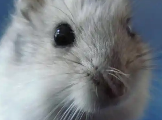 熊猫仓鼠脾气好吗?暴躁却有矩的小生灵 熊猫仓鼠脾气好吗?暴躁却有矩的小生灵