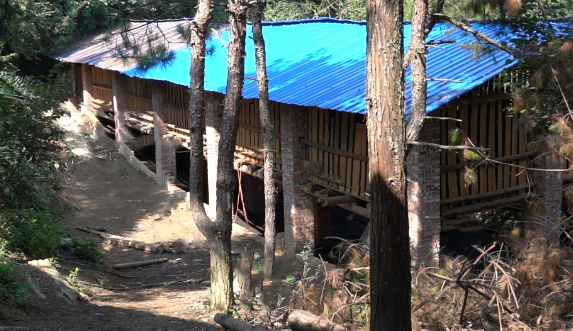 湖南中方县：高山生态山羊养殖跑出“幸福路”