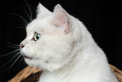 猫咪异食癖怎么办 猫咪异食癖怎么办