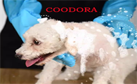 COODORA狗狗洗澡手套怎么用