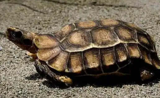 非洲折背陆龟——杂食性陆龟的独特食性 非洲折背陆龟——杂食性陆龟的独特食性