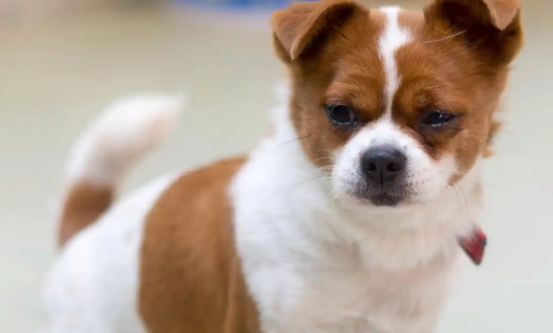 狗几个月发育成熟 狗几个月发育成熟