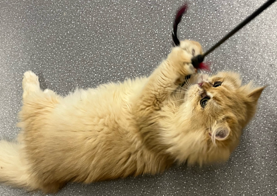 猫咪有眼线虫的症状怎么办