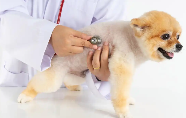 揭秘2025年英国宠物消费热潮:食品和护理需求激增背后的故事 揭秘2025年英国宠物消费热潮:食品和护理需求激增背后的故事