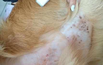 狗狗身上有螨虫用什么药最好
