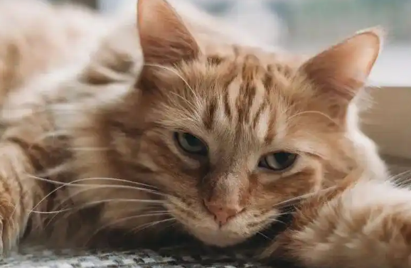 论宠物经济:关于新家庭成员的六个掘金指南 论宠物经济:关于新家庭成员的六个掘金指南