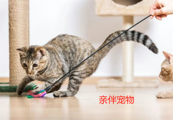 亲伴宠物卖哪些产品