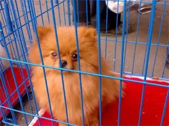博美犬寿命一般多少年?养宠人必知的寿命延长指南 博美犬寿命一般多少年?养宠人必知的寿命延长指南