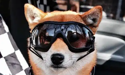 千亿“它经济”,新机遇何在? 千亿“它经济”,新机遇何在?