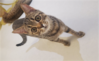 宠物猫舔毛的原因是什么