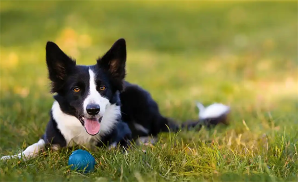 边境牧羊犬：犬界“六边形战士”，真有那么神？