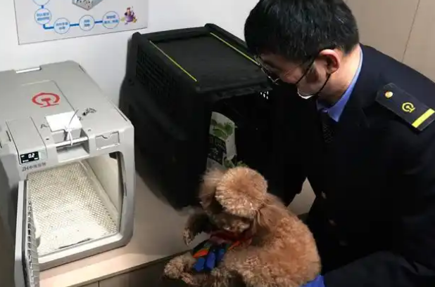 宠物经济的爆发:新趋势与智能体验 宠物经济的爆发:新趋势与智能体验