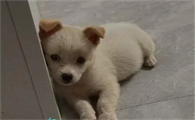 狗热病是什么病啊