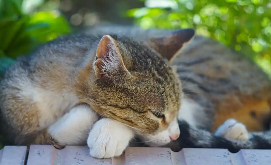 怀孕猫咪的睡眠需求有何变化 怀孕猫咪的睡眠需求有何变化