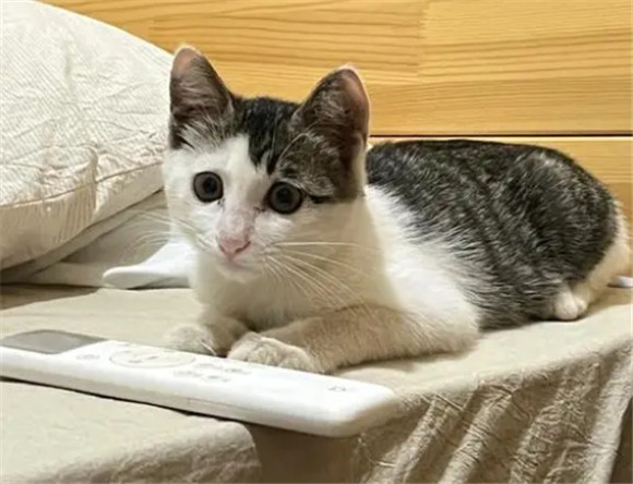 猫咪尿道炎吃什么药效果最快啊