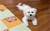 狗口水增多是怎么回事呢