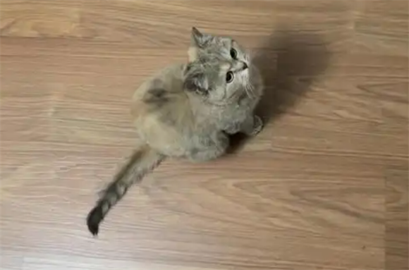 猫咪尿道发炎是什么症状呢