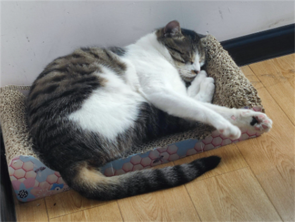 小猫咪舔爪子是什么意思