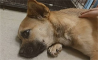 狗狗犬瘟热多久能好