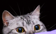 猫流清水鼻涕怎么回事吃什么药