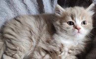 给猫吃啥通便效果好