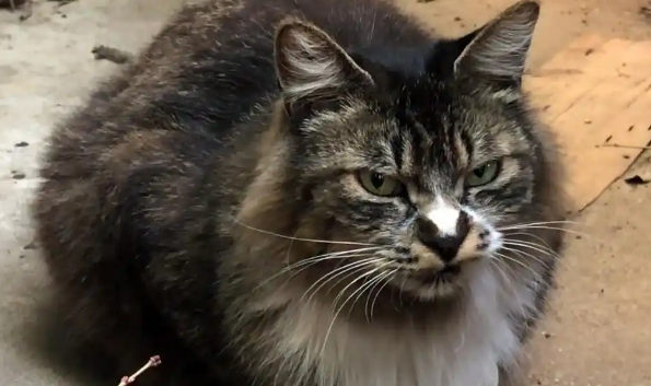 流浪猫因“长得凶”被嫌弃，无奈把小猫主动送给小哥