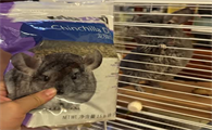 守护龙猫健康每一刻，MAZURI龙猫粮的科学呵护​