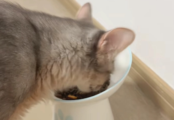 揭秘高端的猫粮品牌王者：原始猎食渴望为何赢得挑剔铲屎官的心？