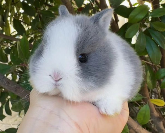 温顺灵动的小生命——茶杯兔