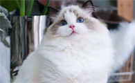 猫着凉期间适合吃什么食物