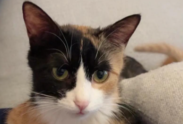 猫咪在地上蹭来蹭去是想表达什么 猫咪在地上蹭来蹭去是想表达什么