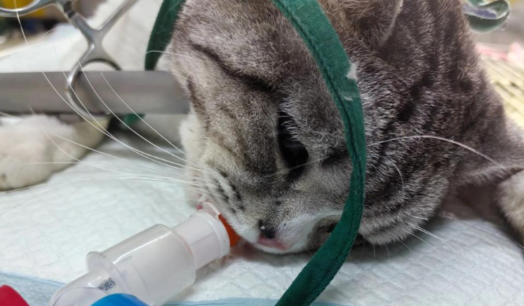 猫尿道造口术后应该怎么护理