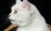 猫咪异食癖怎么办
