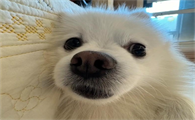 狗瘙痒有红点点怎么治疗好呢