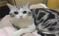 猫脑炎症状一般几天