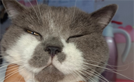 猫流感症状怎么治