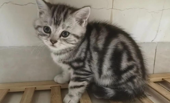 美国短毛猫:品种标准里的美学与功能性平衡 美国短毛猫:品种标准里的美学与功能性平衡