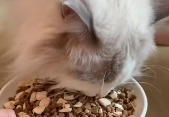 买什么牌子的猫粮好不踩雷？醇粹黑标烘焙粮性价比杀疯了！